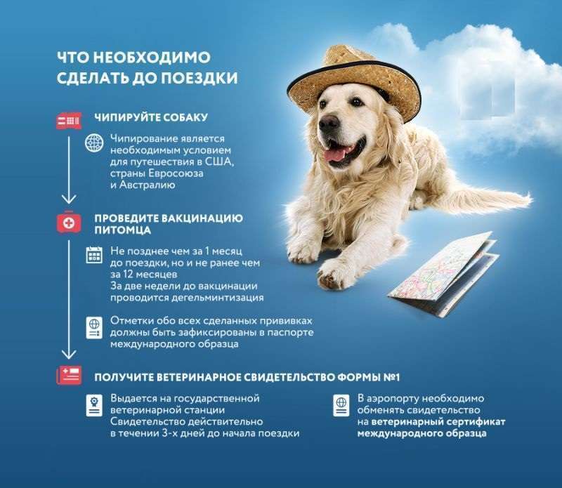 какие документы нужны чтобы вывезти собаку за границу