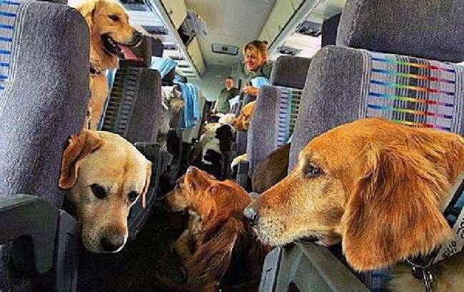 как вывезти собаку за границу на самолете