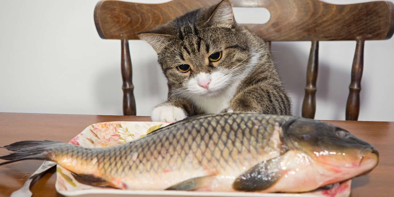 Что делать, если ваш кот уже привык к рыбе и отказывается от другой пищи?