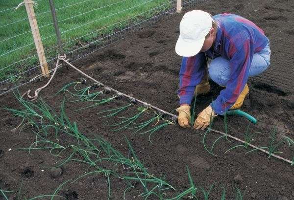 как посадить лук порей в грунт