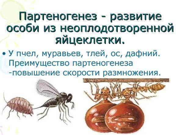 Партеногенез насекомых