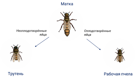партеногенез у пчел бесполое размножение