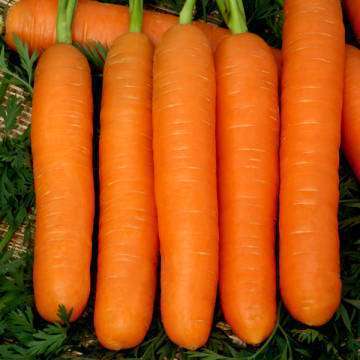 Описание моркови Балтимор