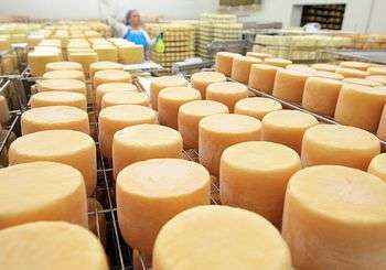 стадии технологии производства твердого сыра
