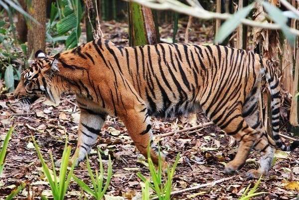 Суматранский тигр в джунглях
