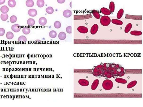 Анализ крови норма пти у мужчин