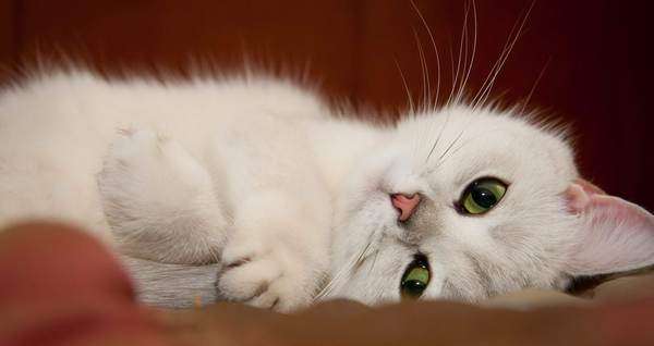 Британская шиншилла покоряет своей нежностью. Фото с сайта sunny-cat.ru