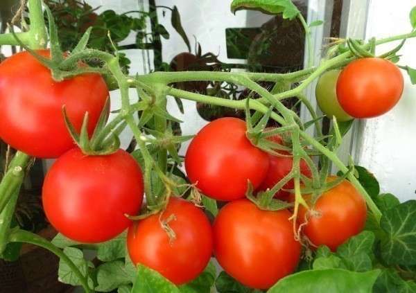 как вырастить помидоры на подоконнике 