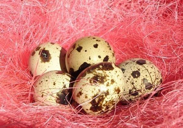 Перепелиные яйца могут вызвать аллергию