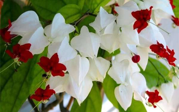 Здоровое растение будет радовать красивым цветением. Фото с сайта mrsad.ru