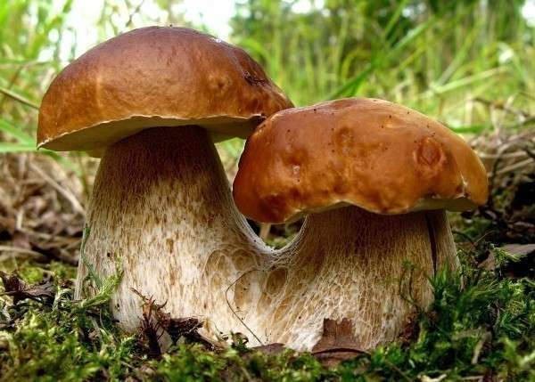 "Царь грибов" - белый гриб