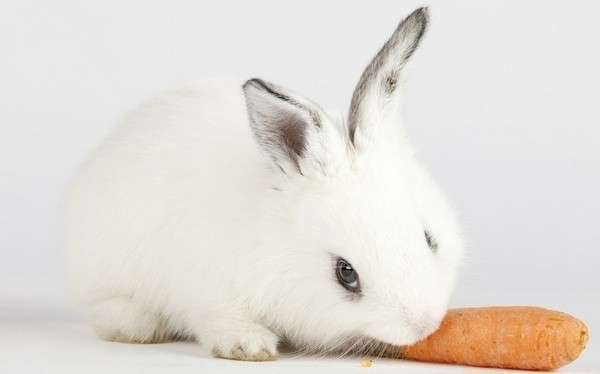 Кролики любятовощи и зелень. Фото с сайта bagirastudio.ru